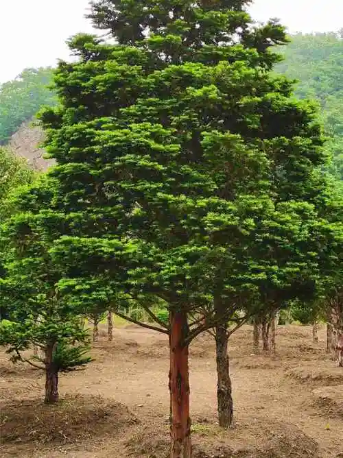 东北红豆杉乔木大树