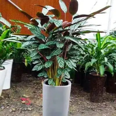 新网红飞羽竹芋吸甲醛净化空气办公客厅卧室草本花卉盆栽绿植