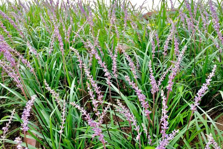 山麦冬(别称:土门冬)