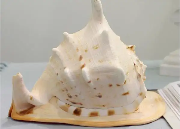 海南四大名螺之一的唐冠螺.