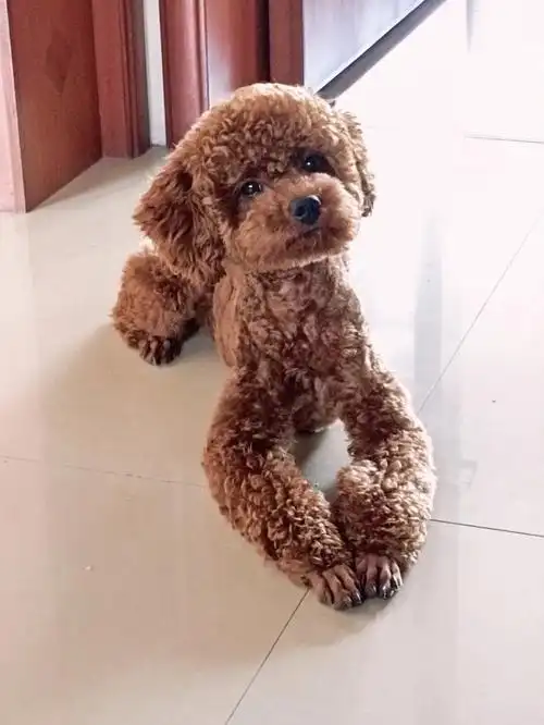 最可爱的小泰迪