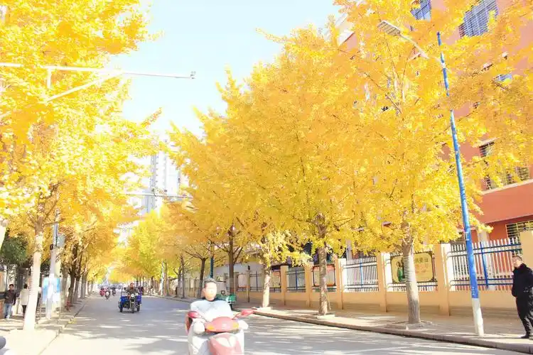 金色南漳,今年的银杏树叶又黄了!