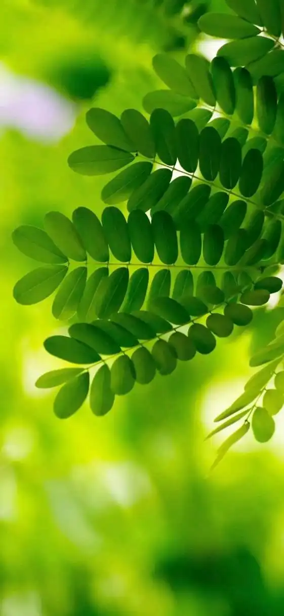 护眼壁纸～一抹春意盎然的绿色  #4月创作打卡挑战赛