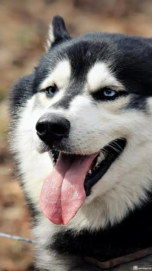 宠图欣赏:又帅又二的哈士奇 - 宠物花草 - 深圳论坛