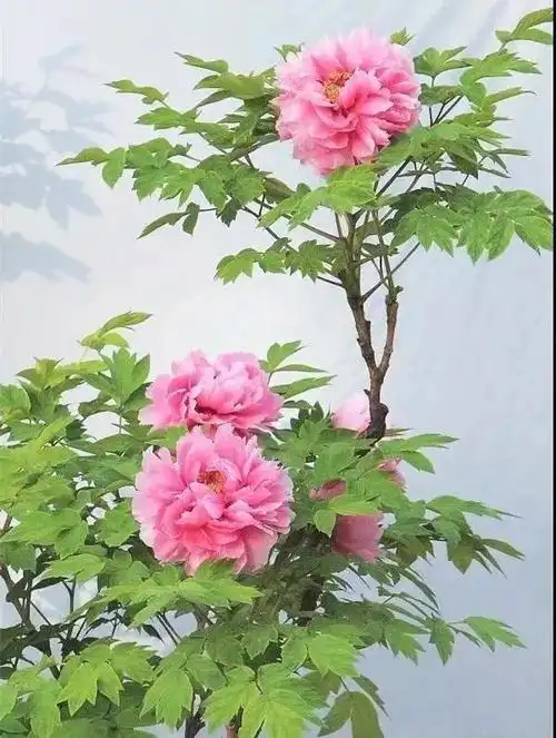 千姿百态万紫千红一组顶级绝美牡丹花欣赏