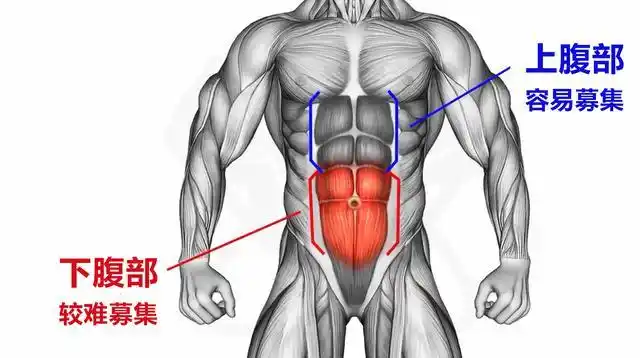 如何全面发展腹肌,下腹是关键