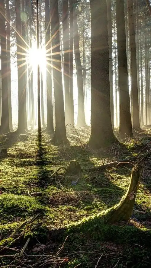 壁纸 森林,树木,太阳光线,早晨 1920x1200 hd 高清壁纸, 图片, 照片