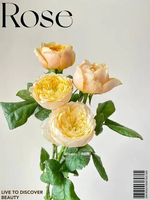 多头玫瑰黄蝴蝶多头玫瑰