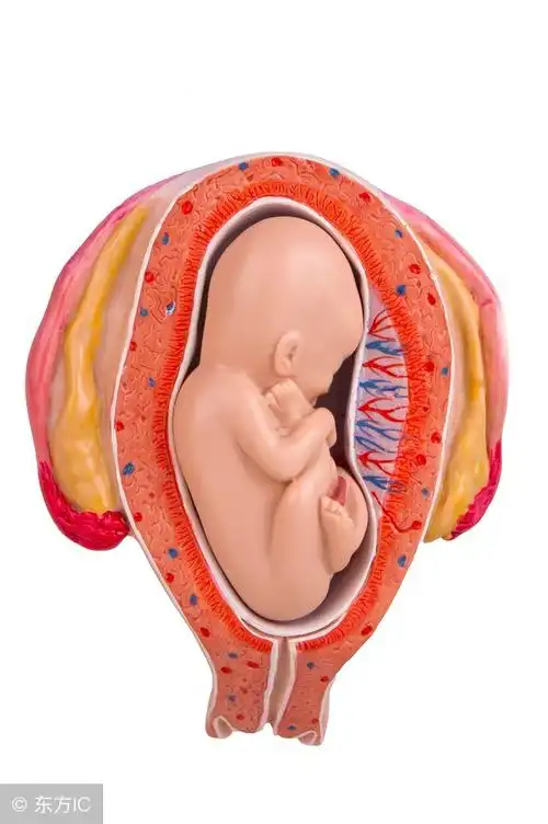 胎盘后壁五个月的肚子图有什么不同(孕妇注意这4点,胎盘前壁和后壁都