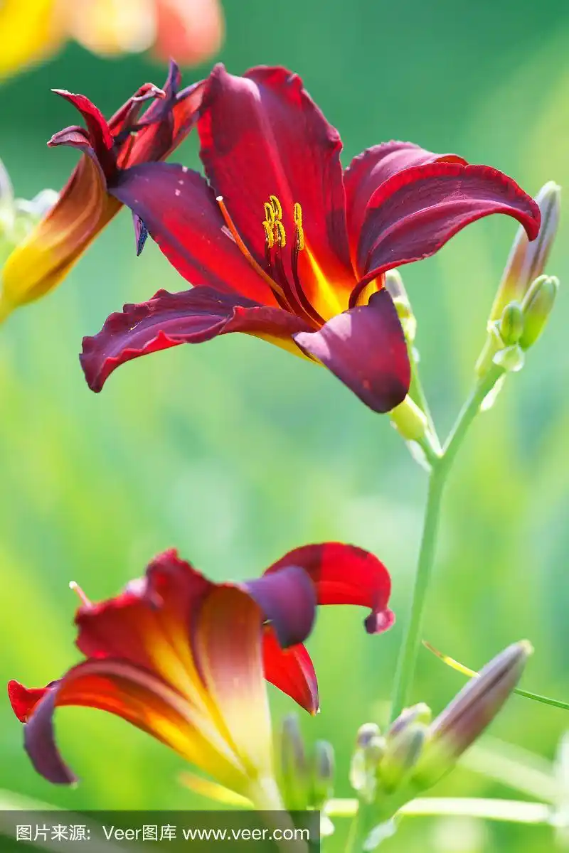 近距离观察花园里的红色百合花