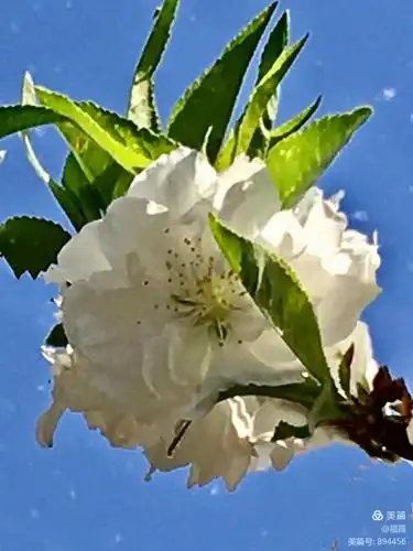 雪坠海棠