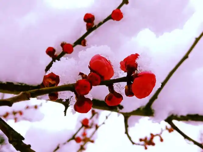 雪中赏梅