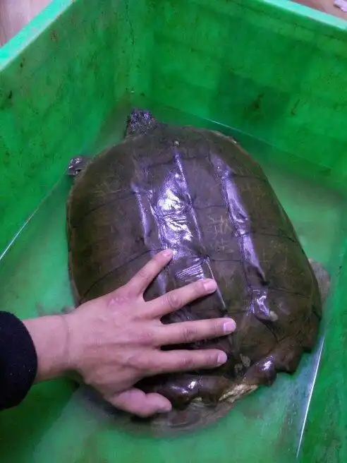 抓住这么大的放生龟怎么处理?