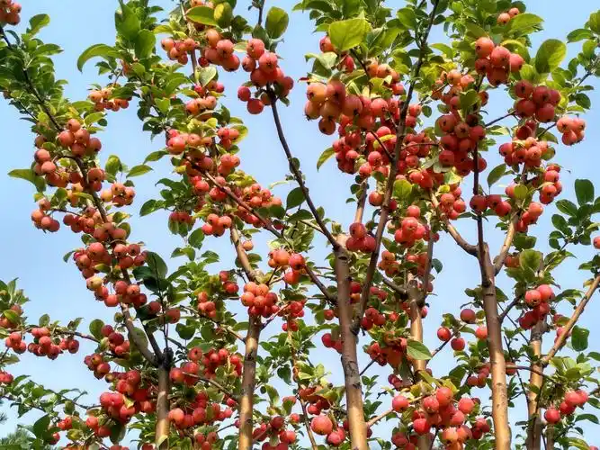 写美篇  西府海棠花美,果同样不逊风骚,现在正是果实成熟的季节,赏果