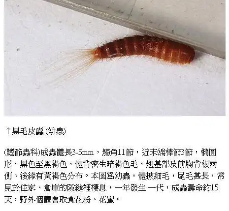 展开全部 衣鱼,也叫蠹,吃书本,衣服 蚊香就能熏死,柜子里放樟脑球也