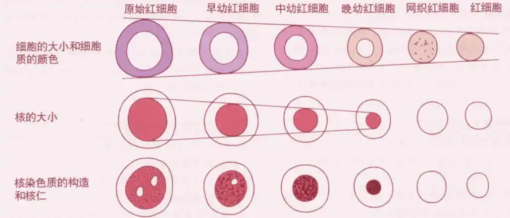 原红细胞,早幼红细胞,中幼红细胞,晚幼红细胞,网织红细胞,成熟红细胞