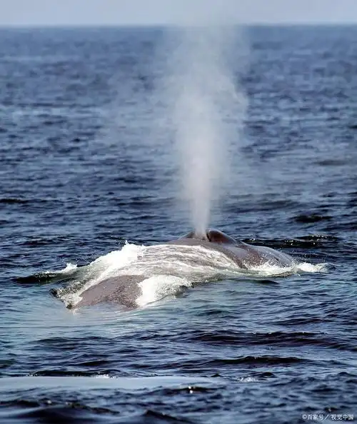 鲸鱼用什么呼吸?是跟鱼一样用鳃吗?