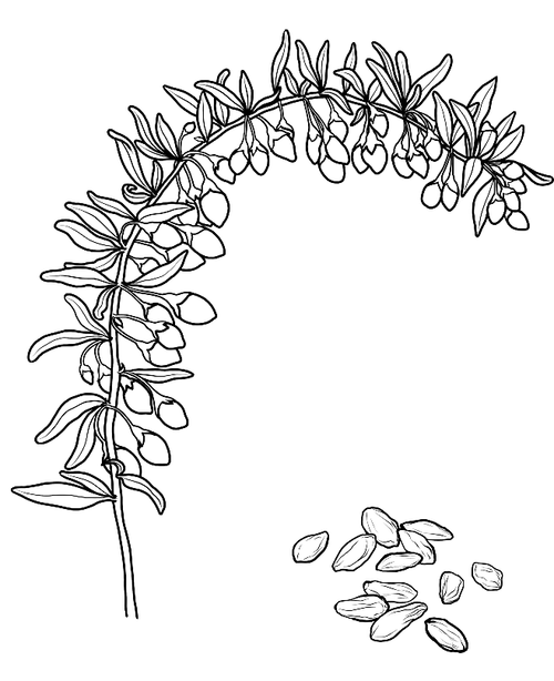 09:26:56枸杞2动物/元素未成年的大叔该采集也在以下画板加载更多