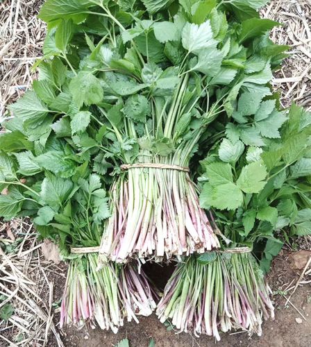 东北北山新鲜野生山野菜大叶芹山芹菜长白山250克其它