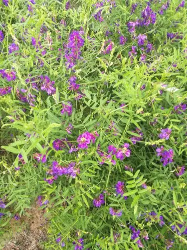 野豌豆豆科野豌豆属