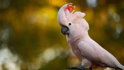 搞笑配音:这鹦鹉也太聪明了吧.不拉去上学可惜了