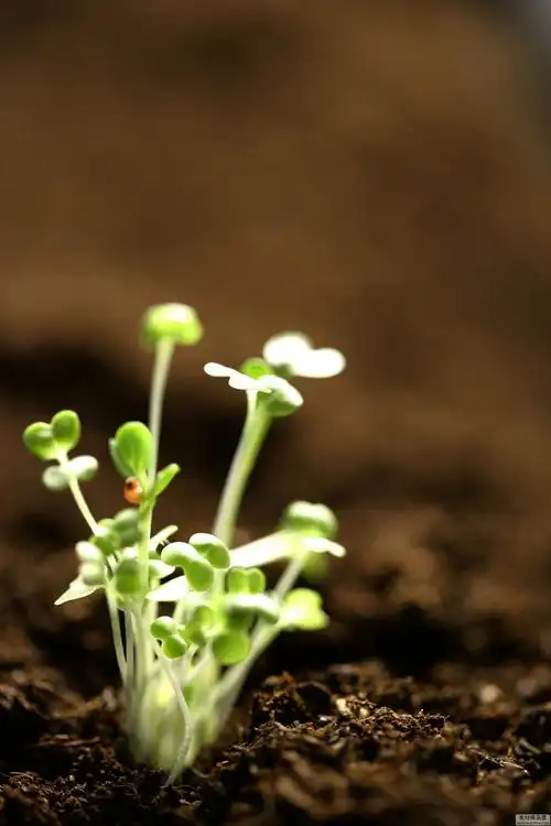 感受生命的力量植物种子发芽高清组图