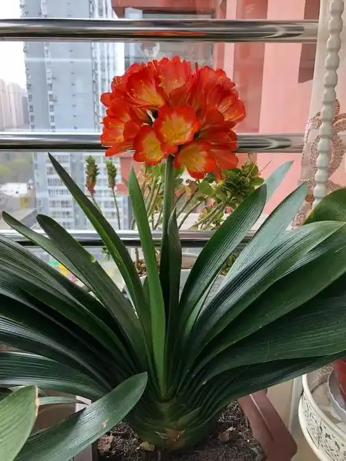 养好君子兰,不用花大钱,天天浇"废水",一样长成"极品兰"