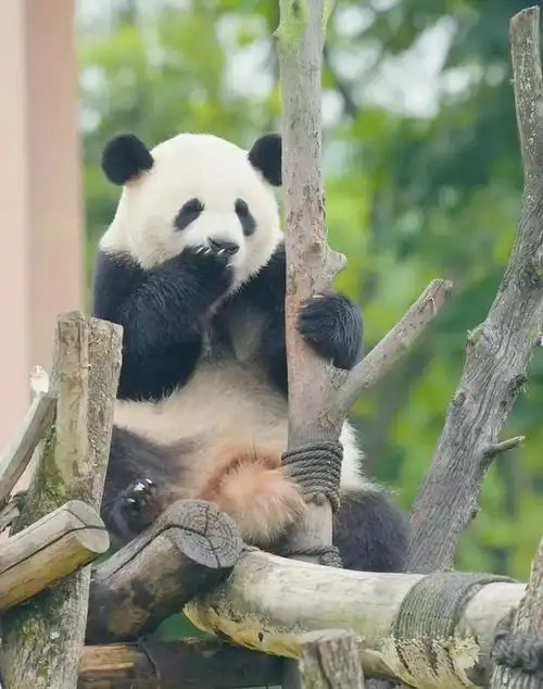 淼淼|大熊猫|马德里_网易订阅