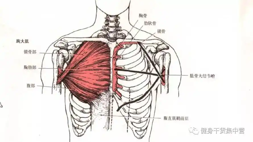 胸大肌!不管男人女人,都"挺"好