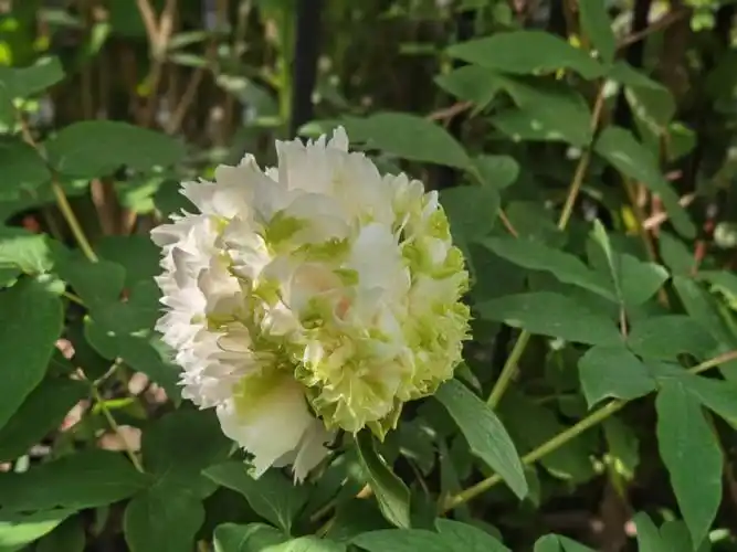 绿色牡丹绿幕隐玉进入盛花期