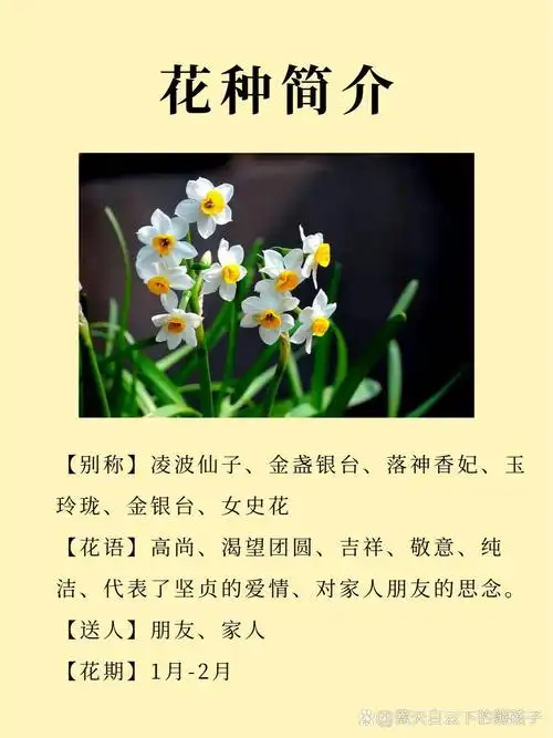 每天认识一种花|水仙花