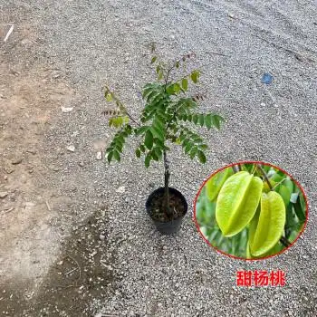 战长沙杨桃树苗四季纯甜杨桃苗四季开花杨桃果树苗南方种植纯甜杨桃2