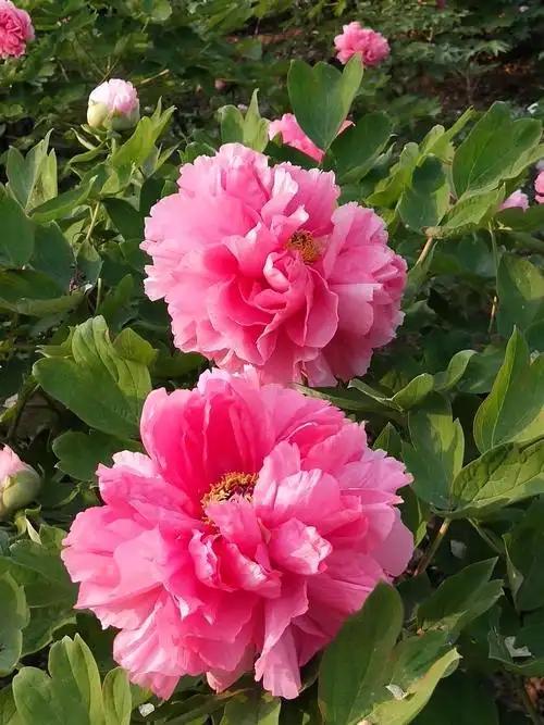 洛阳牡丹甲天下 - 美篇