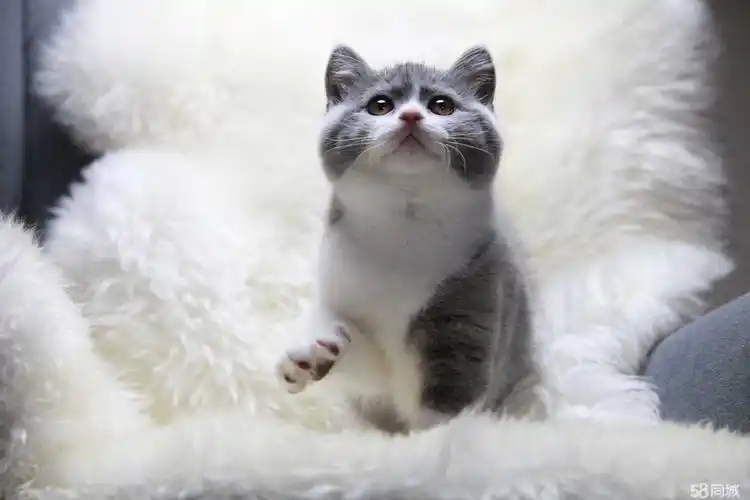 【6图】撒娇狂 英短弟弟妹妹 纯蓝蓝白 健康活泼 找新家-天津宠物猫