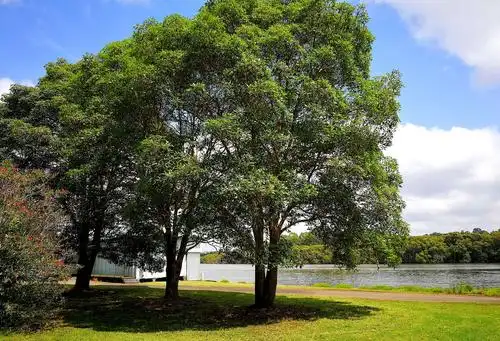 桉树:澳洲森林大火的导火索