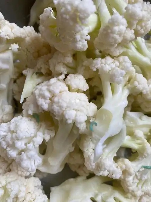 有多少人见过花菜的虫子