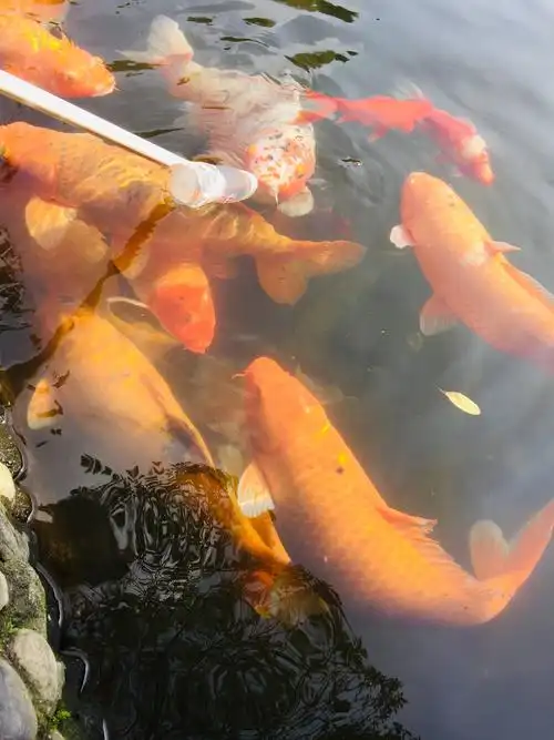 鱼摆摆天天有鱼年年有.