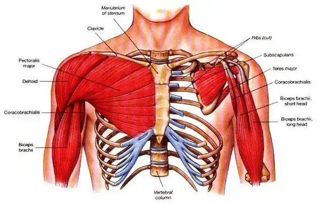 胸大肌损伤 pectoralis major muscle rupture/pectoralis major tear