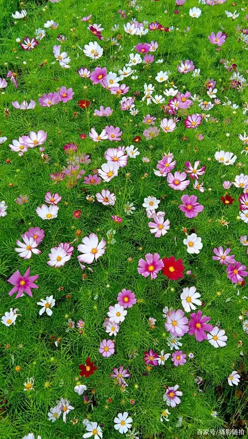 摄影随拍:公园美景,漂亮的花朵,2021年第46期