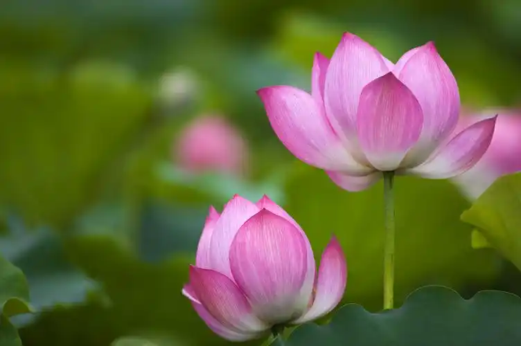开放着的两朵粉色荷花图片