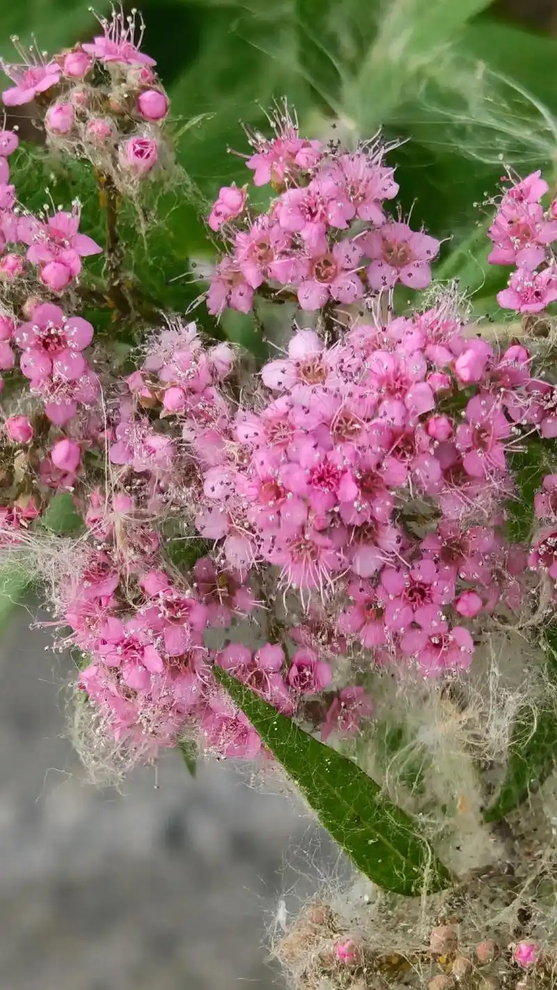 粉花绣线菊,是蔷薇科绣线菊属的直立灌木,高可达1.5米.枝条细长