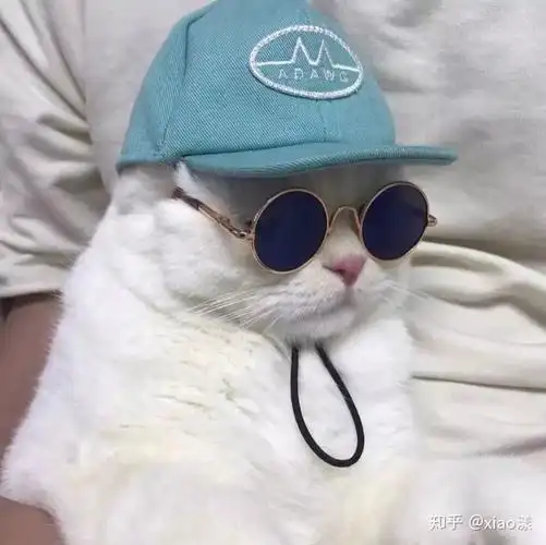 求带眼镜的猫咪头像?像这张图一样?