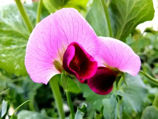 豌豆花为一,二年生蔓性攀援草木植物,着花1一2朵,豌豆花品种较多,花形