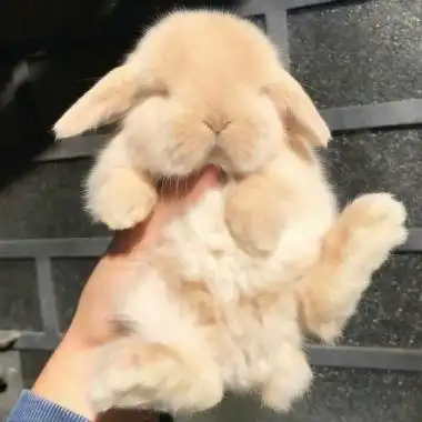 可爱兔子头像高清,可爱真实的小兔子超级可爱.