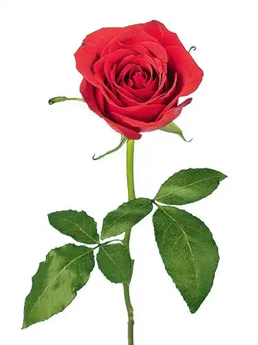 只有单独一朵花着生在茎的顶端或叶腋处,这类花称为单生花.