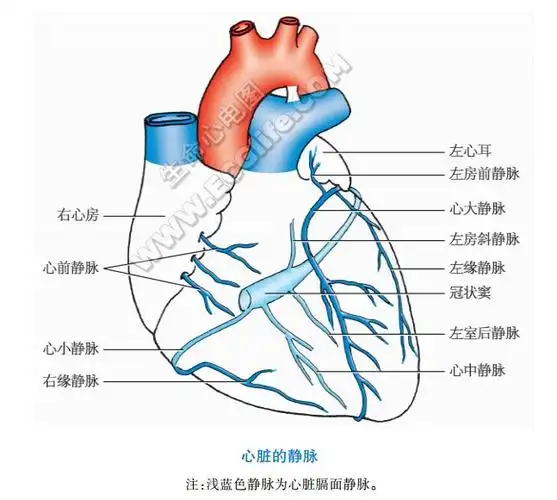 心脏静脉的结构组成与分布 - 心血管 - 天山医学院