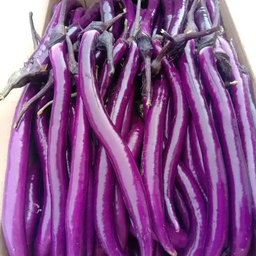 长茄子新鲜蔬菜现摘紫茄子农家自种长线大茄子细时令黑嫩 紫红茄子 2