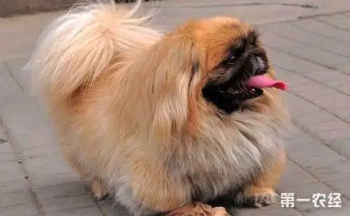 中国狮子狗是一种怎样的狗?狮子狗图片大全