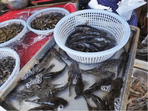 菜花季第一鲜塘鳢鱼上市了水产摊位卖价高