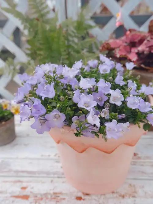 丹麦风铃草托斯卡纳